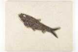 Detailed Fossil Fish (Knightia) - Wyoming #203203-1